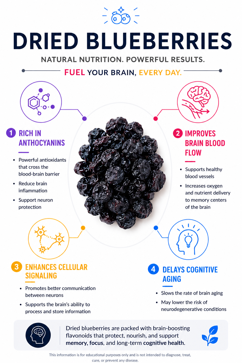 Dried blueberries nutrition infographic showing anthocyanins, brain blood flow, cellular signaling, and cognitive aging benefits.